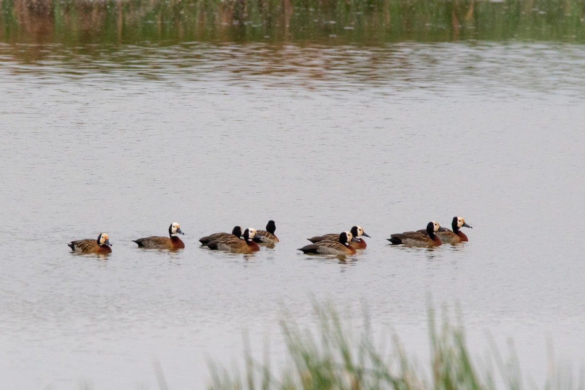 White-faced Whistling-Duck - ML491723241