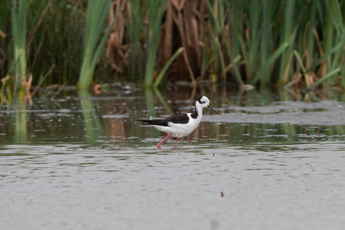 Black-necked Stilt - ML491723351