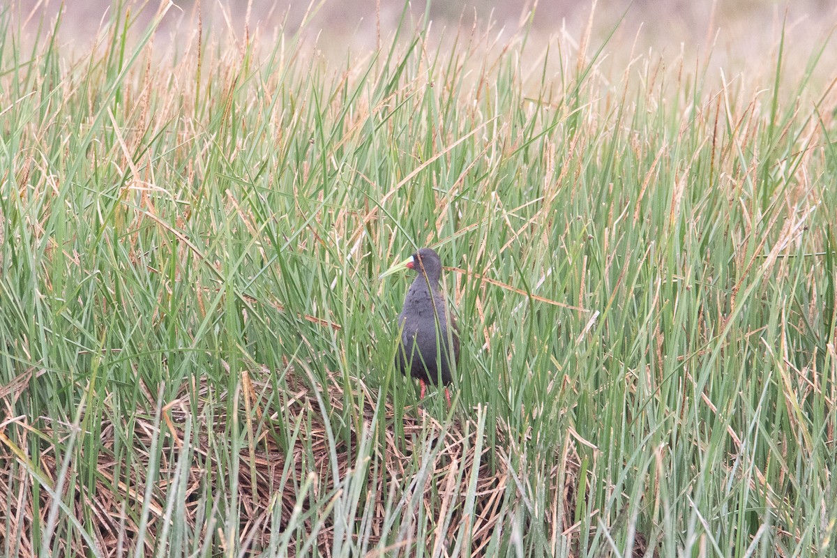 Plumbeous Rail - ML491723441