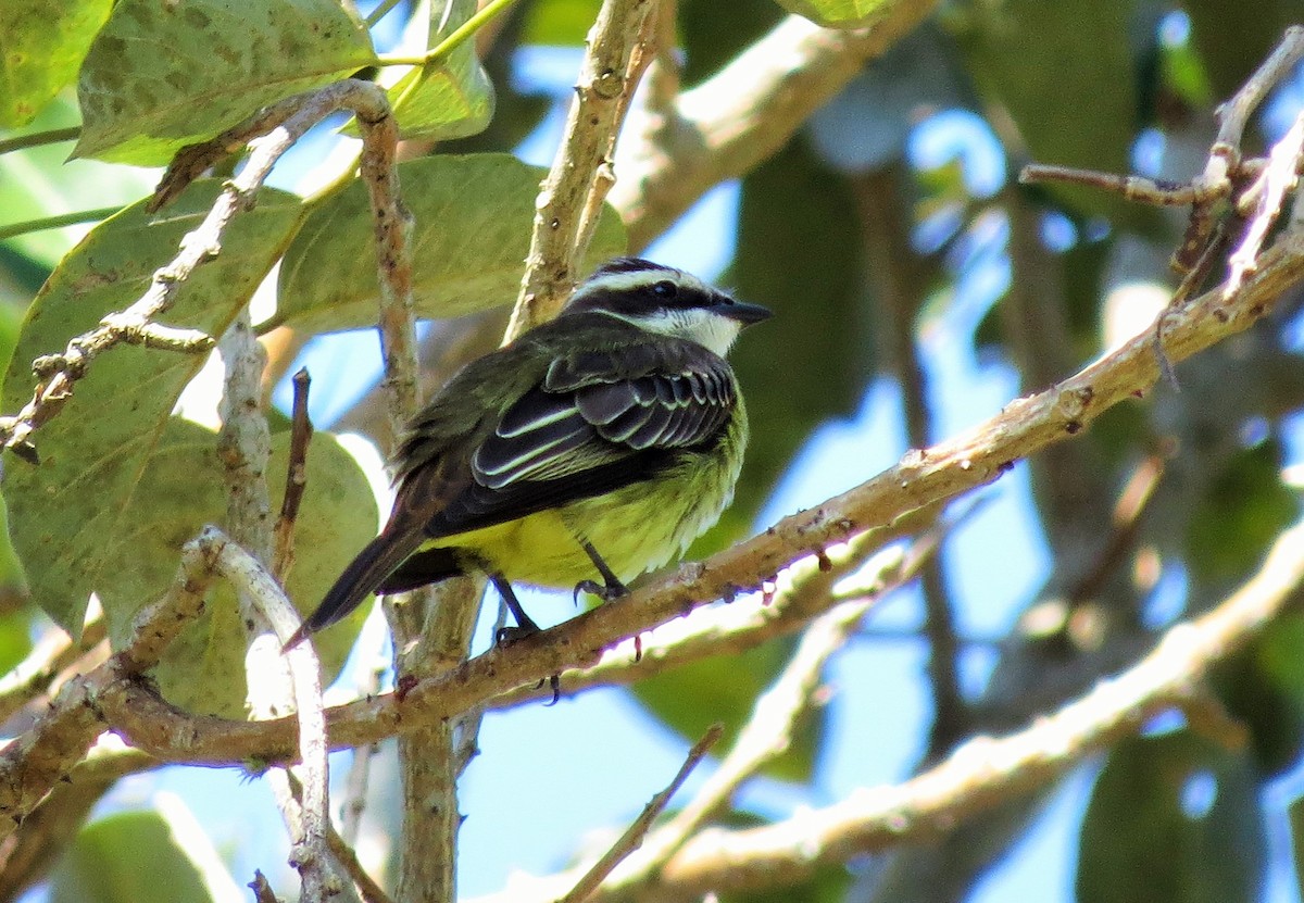 Piratic Flycatcher - ML49172381