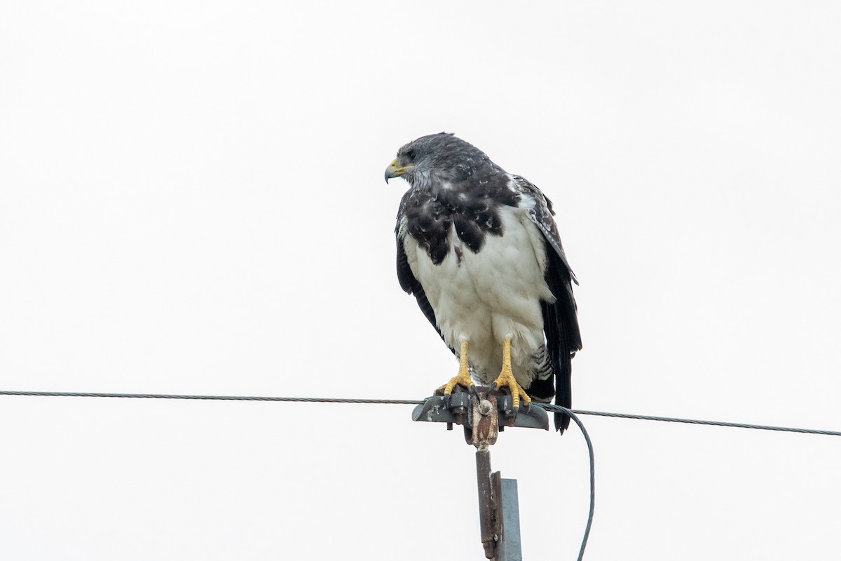 Black-chested Buzzard-Eagle - ML491723901