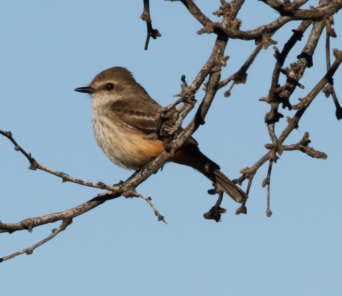 Vermilion Flycatcher - Don Coons