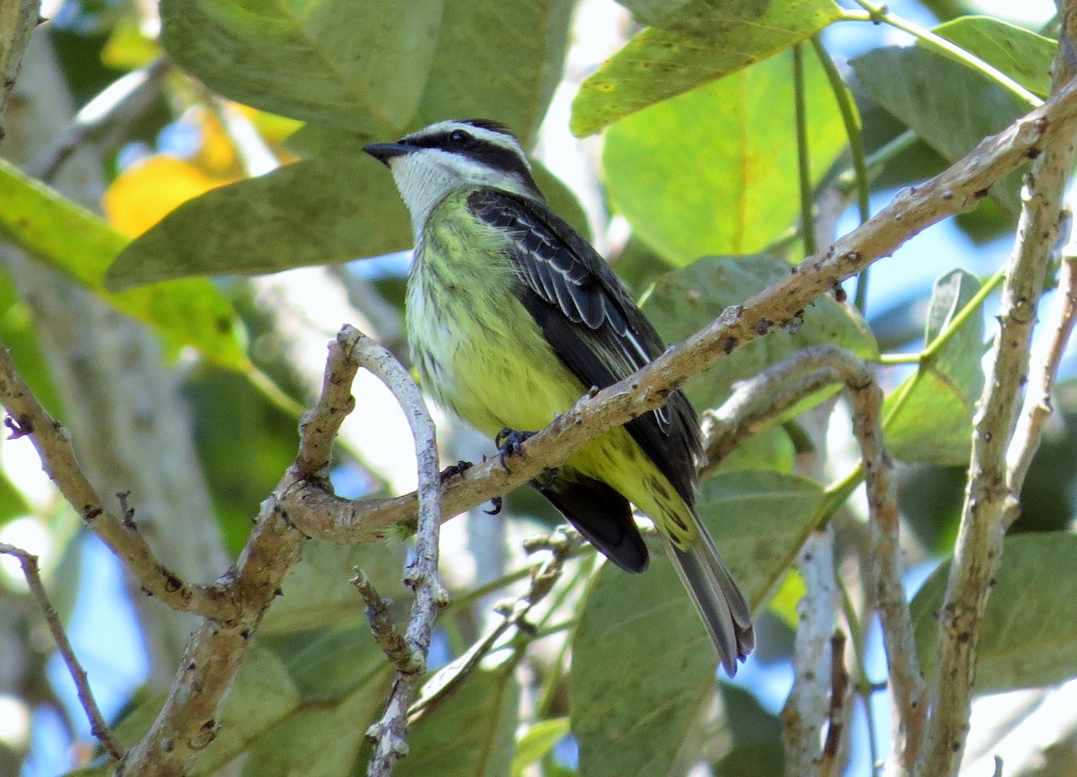 Piratic Flycatcher - ML49172431