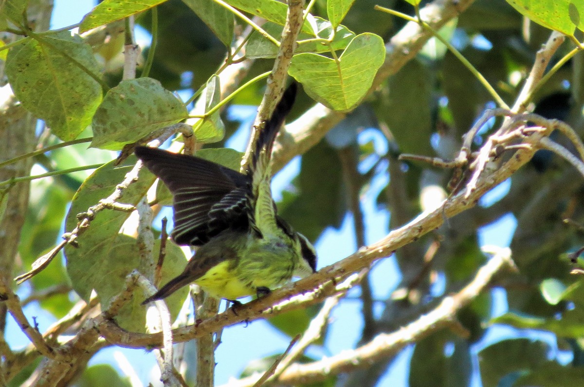 Piratic Flycatcher - ML49172441