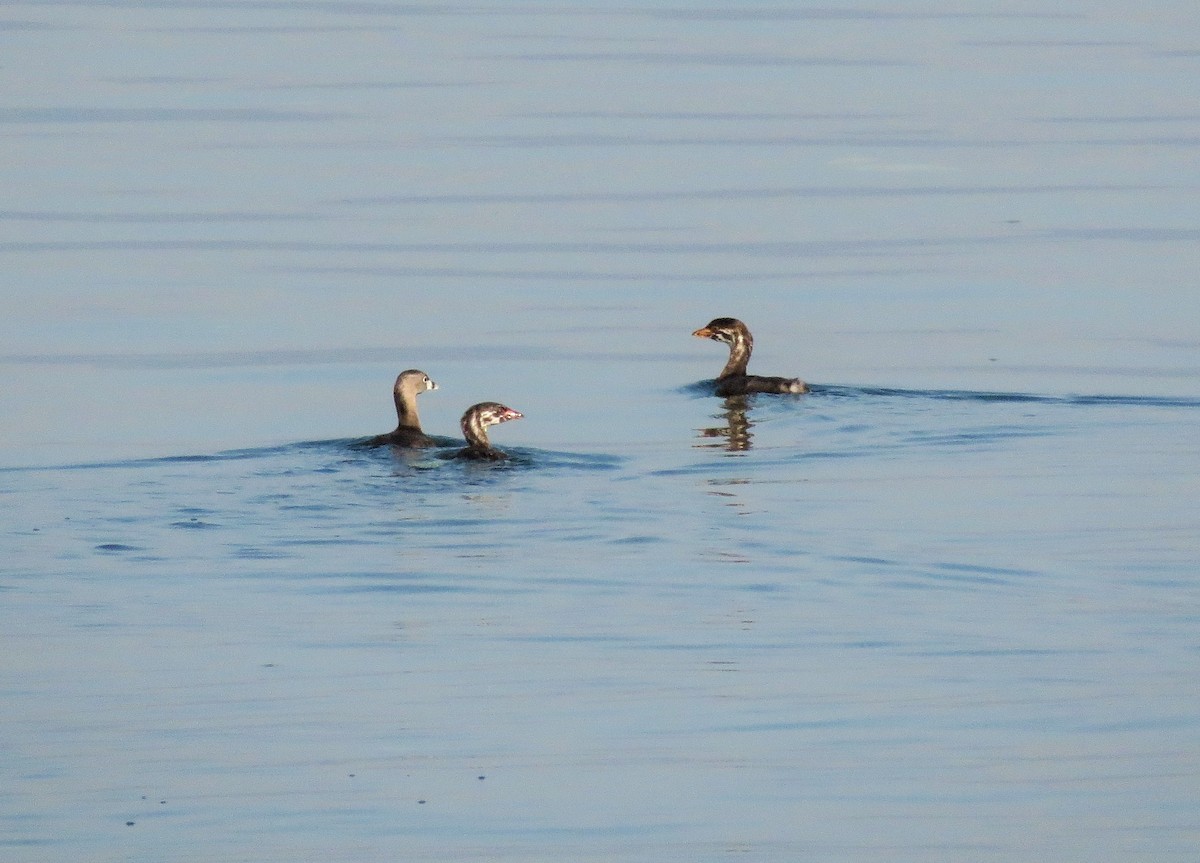 Pied-billed Grebe - ML49172461