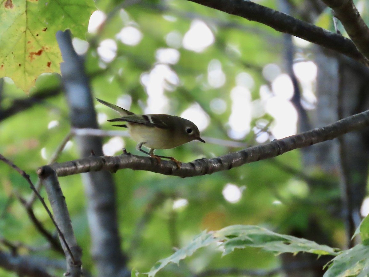 Ruby-crowned Kinglet - ML491724921