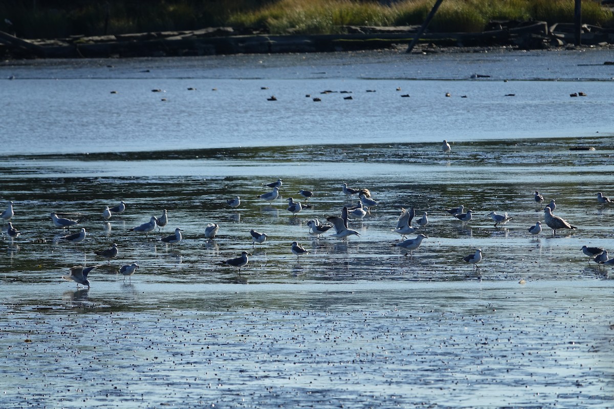 Mouette atricille - ML491725051