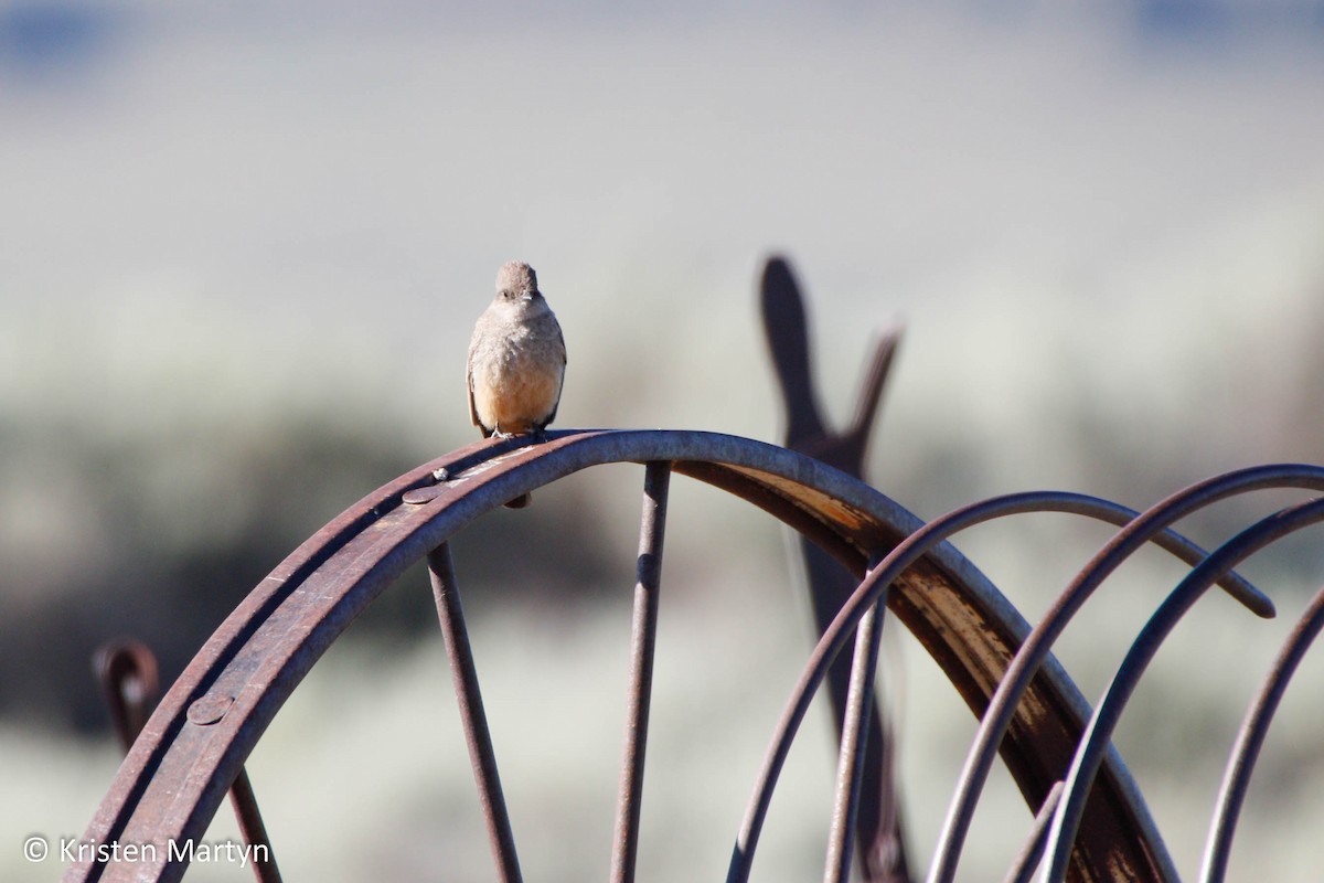 Say's Phoebe - ML491725811