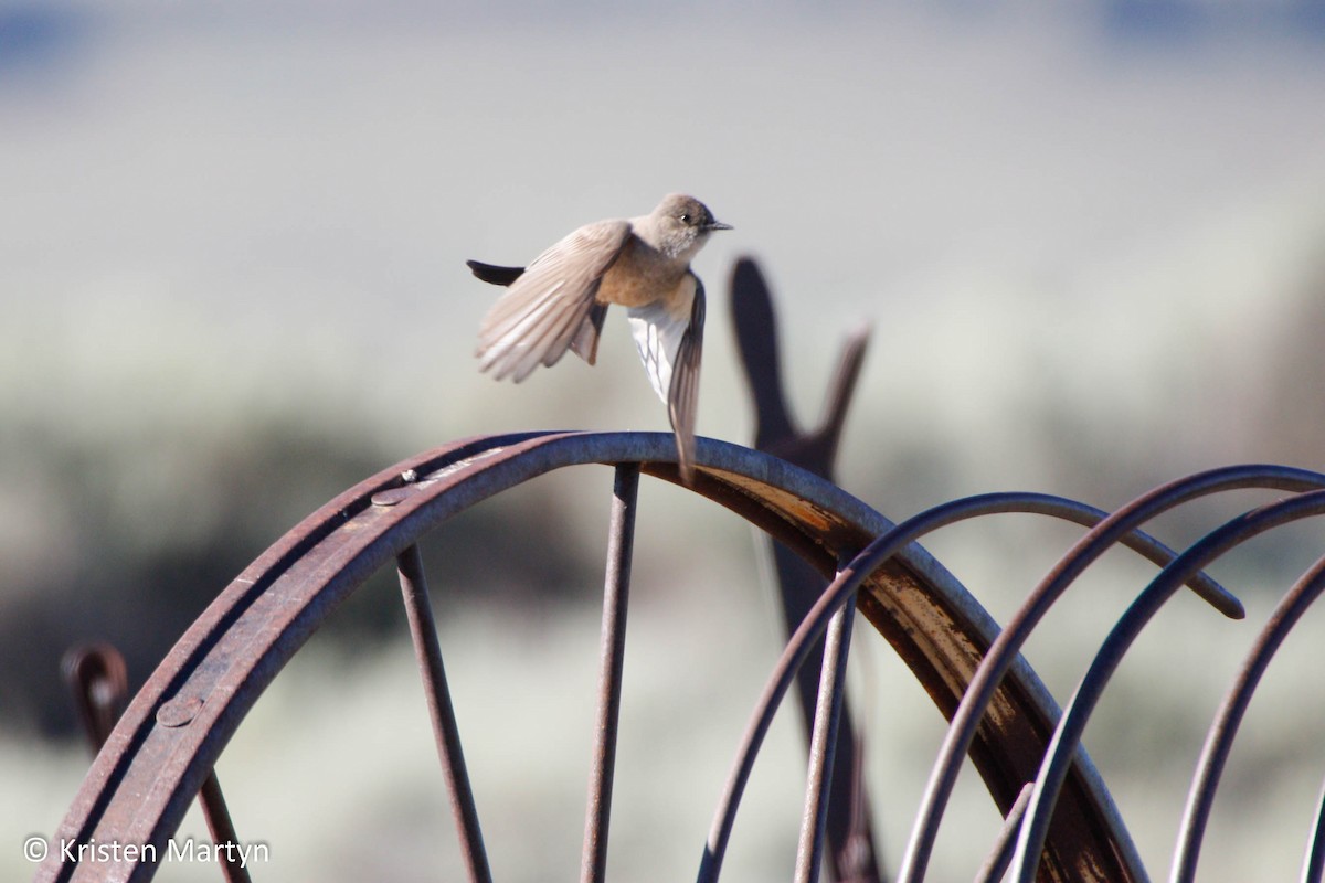 Say's Phoebe - ML491725821