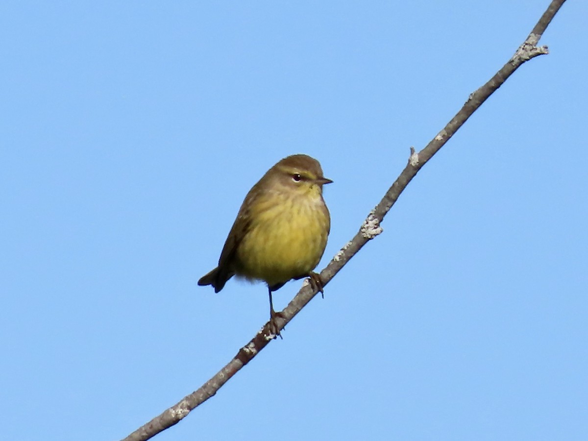 Palm Warbler - Marjorie Watson