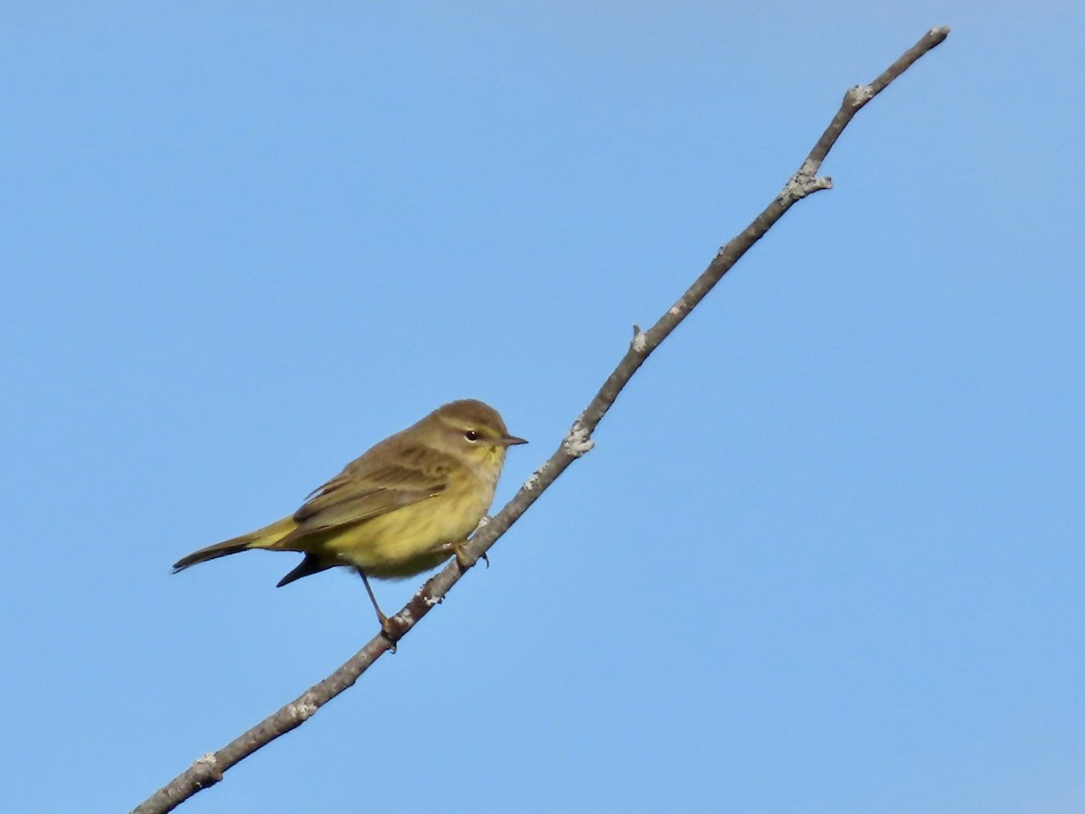 Palm Warbler - Marjorie Watson