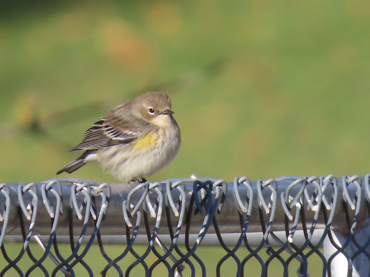 Yellow-rumped Warbler (Myrtle) - ML491728381