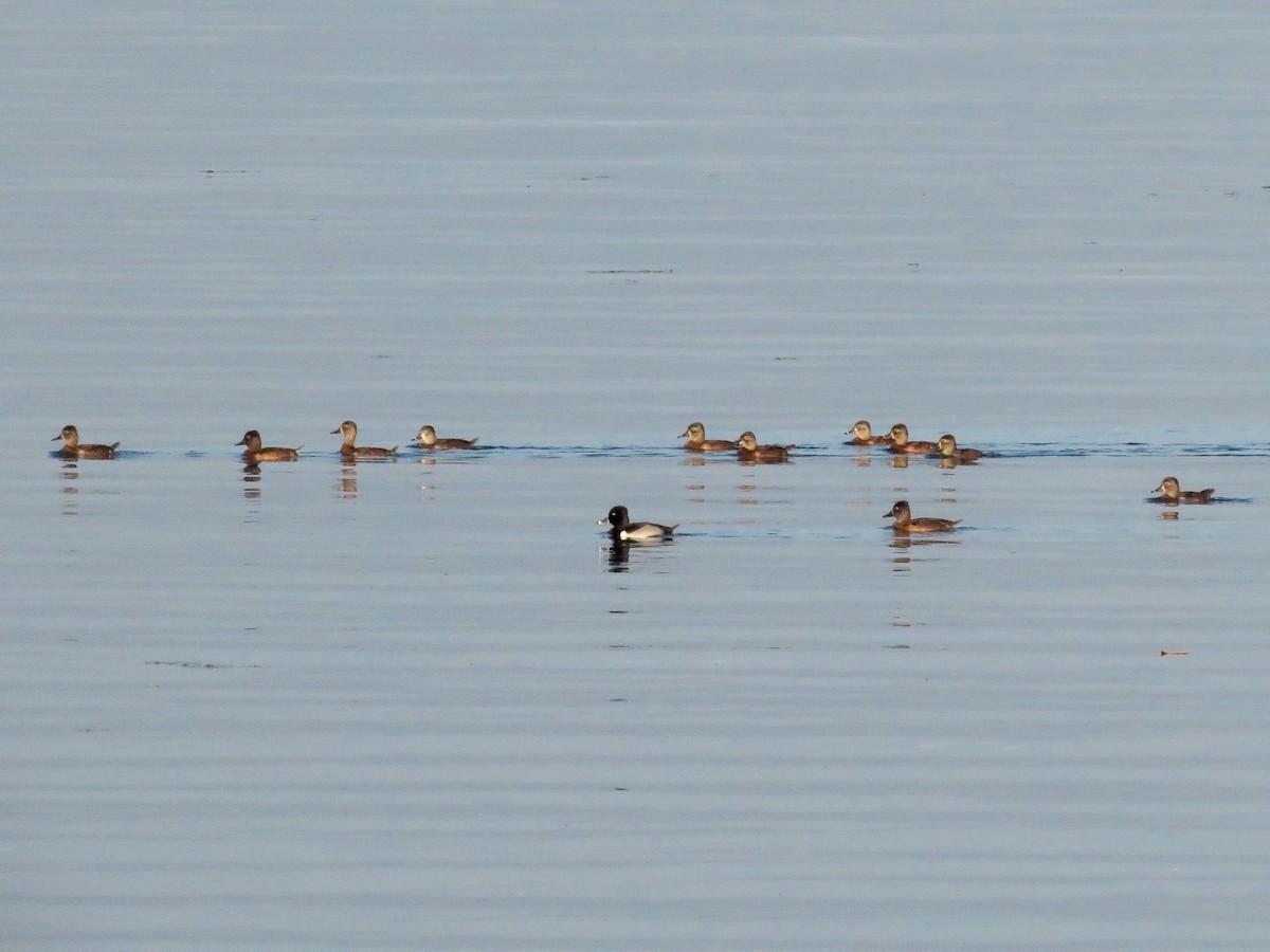 Ring-necked Duck - ML49172871