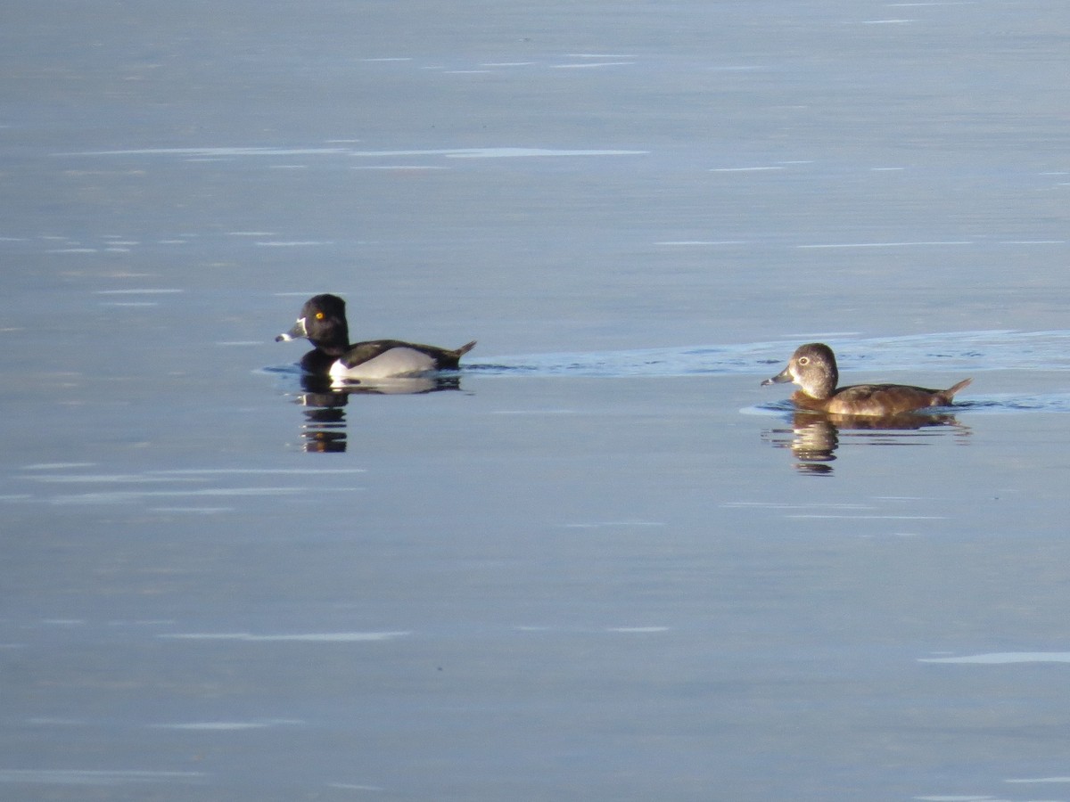 Ring-necked Duck - ML49172881