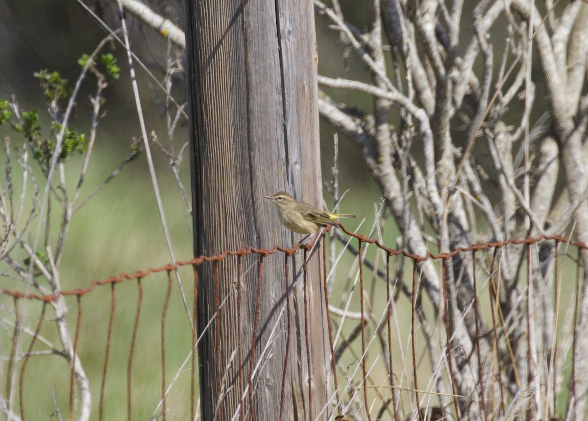 Palm Warbler - Everett Clark