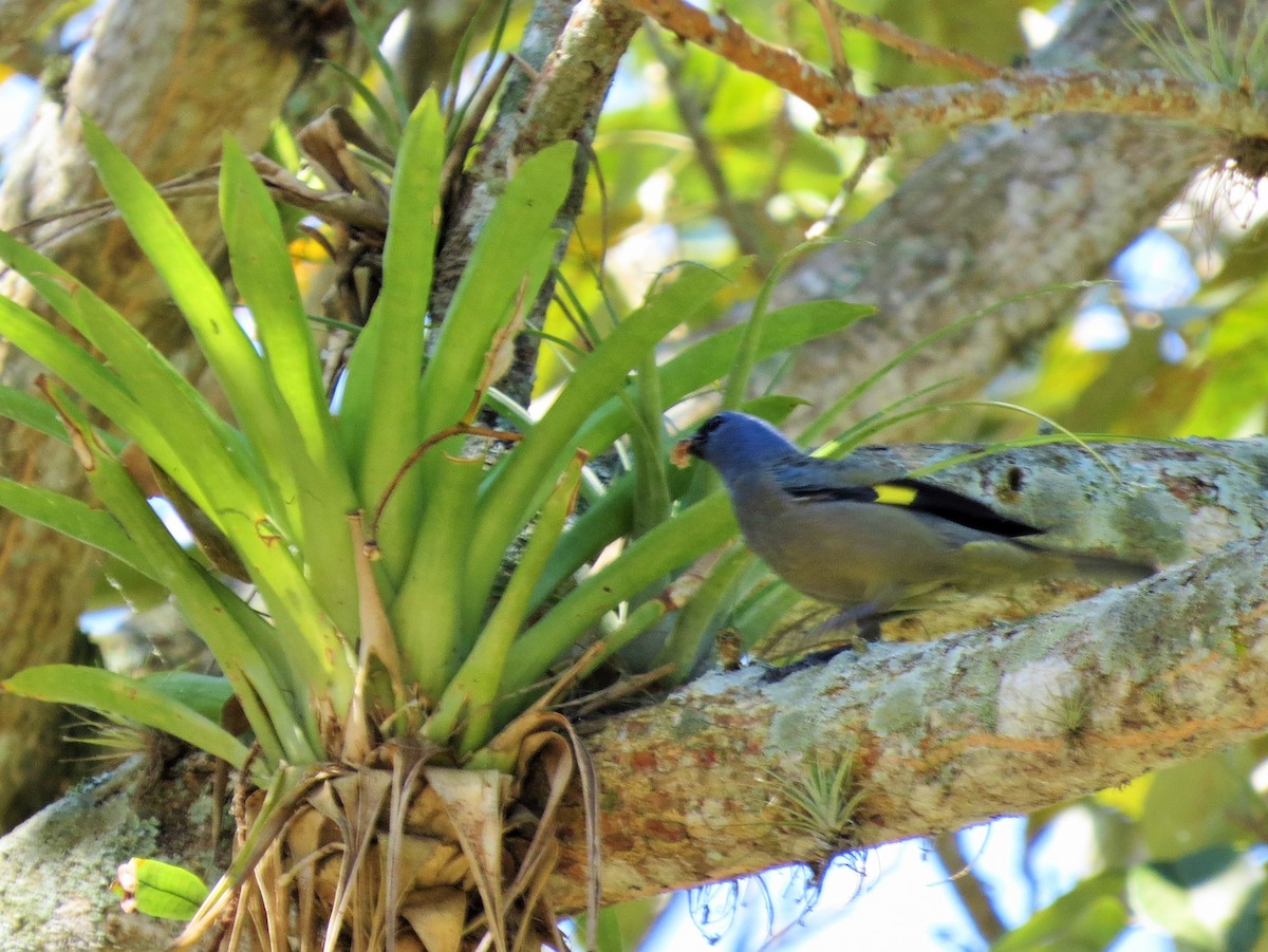 Yellow-winged Tanager - ML49173301
