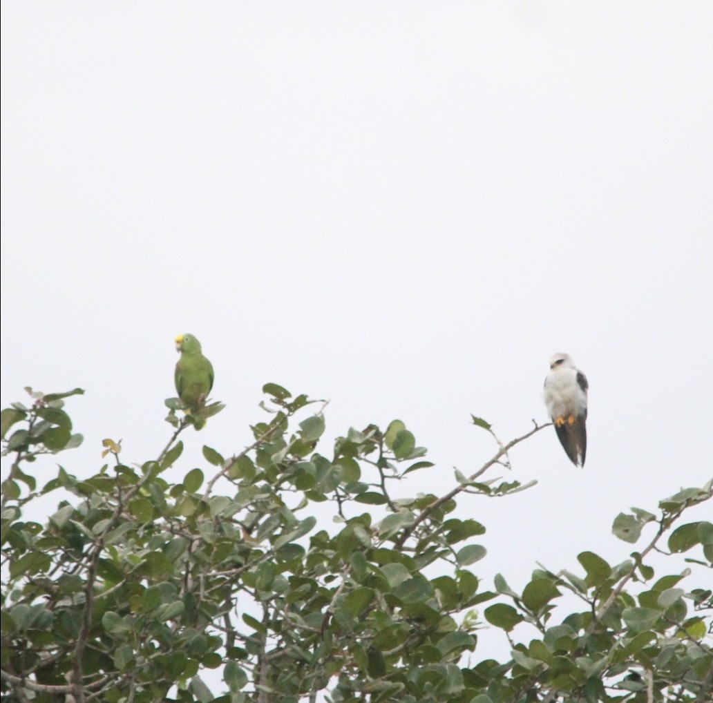 White-tailed Kite - ML491733681