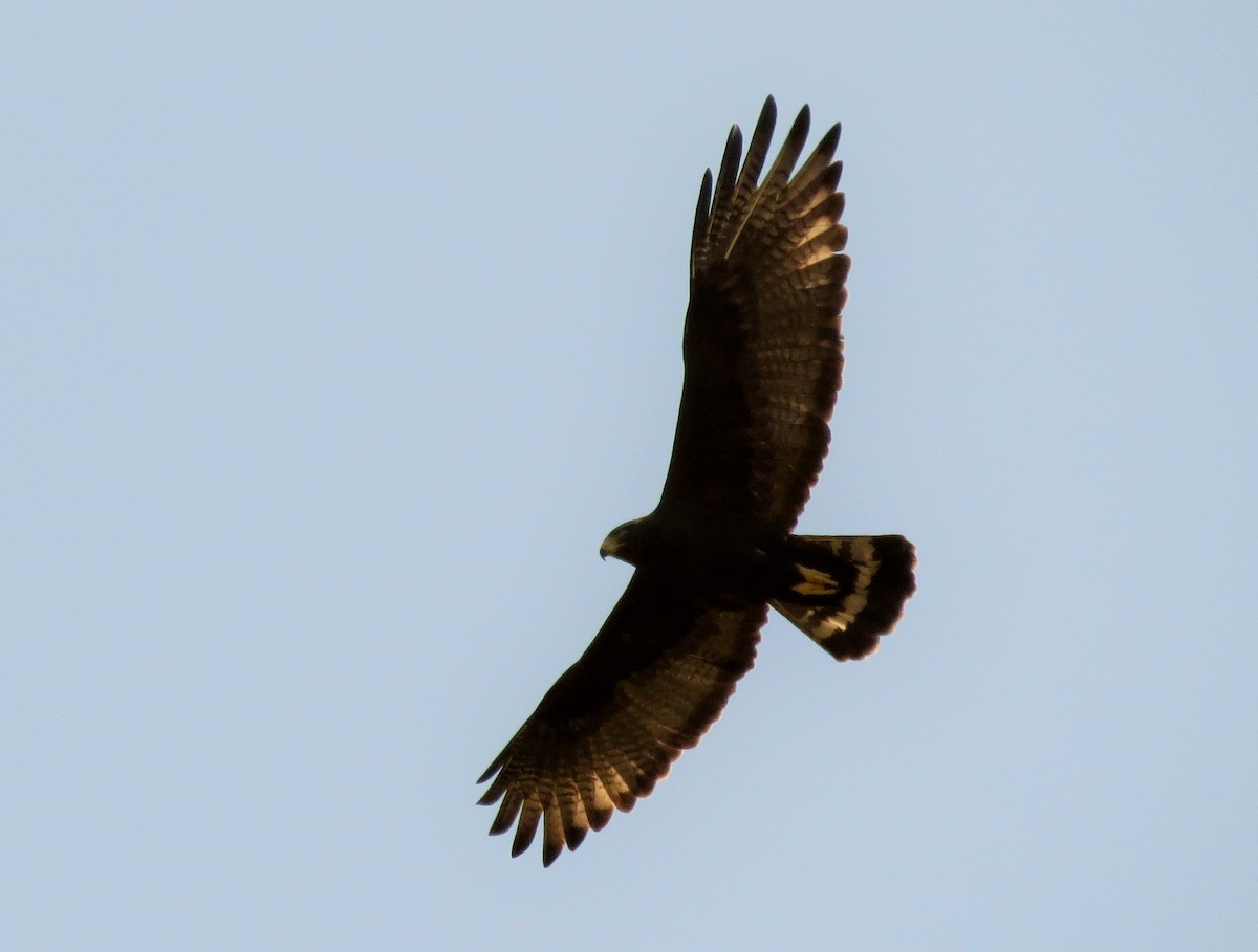 Zone-tailed Hawk - ML49173441