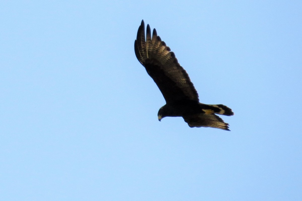 Zone-tailed Hawk - ML49173451