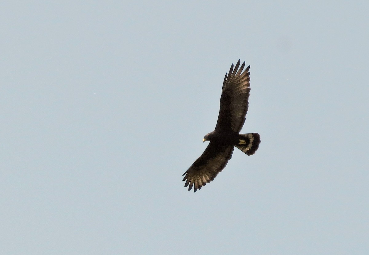 Zone-tailed Hawk - ML49173461