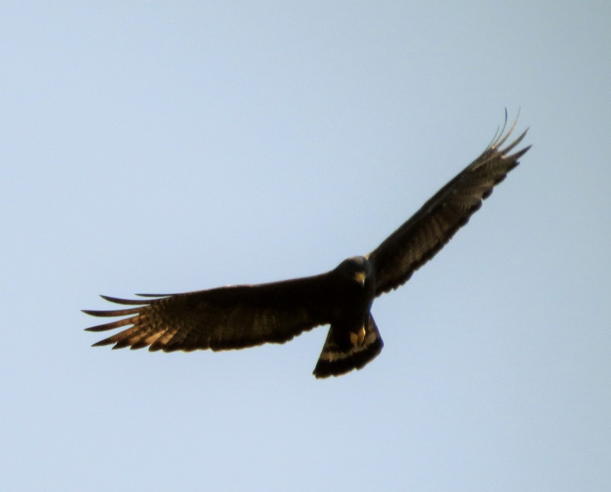 Zone-tailed Hawk - ML49173471