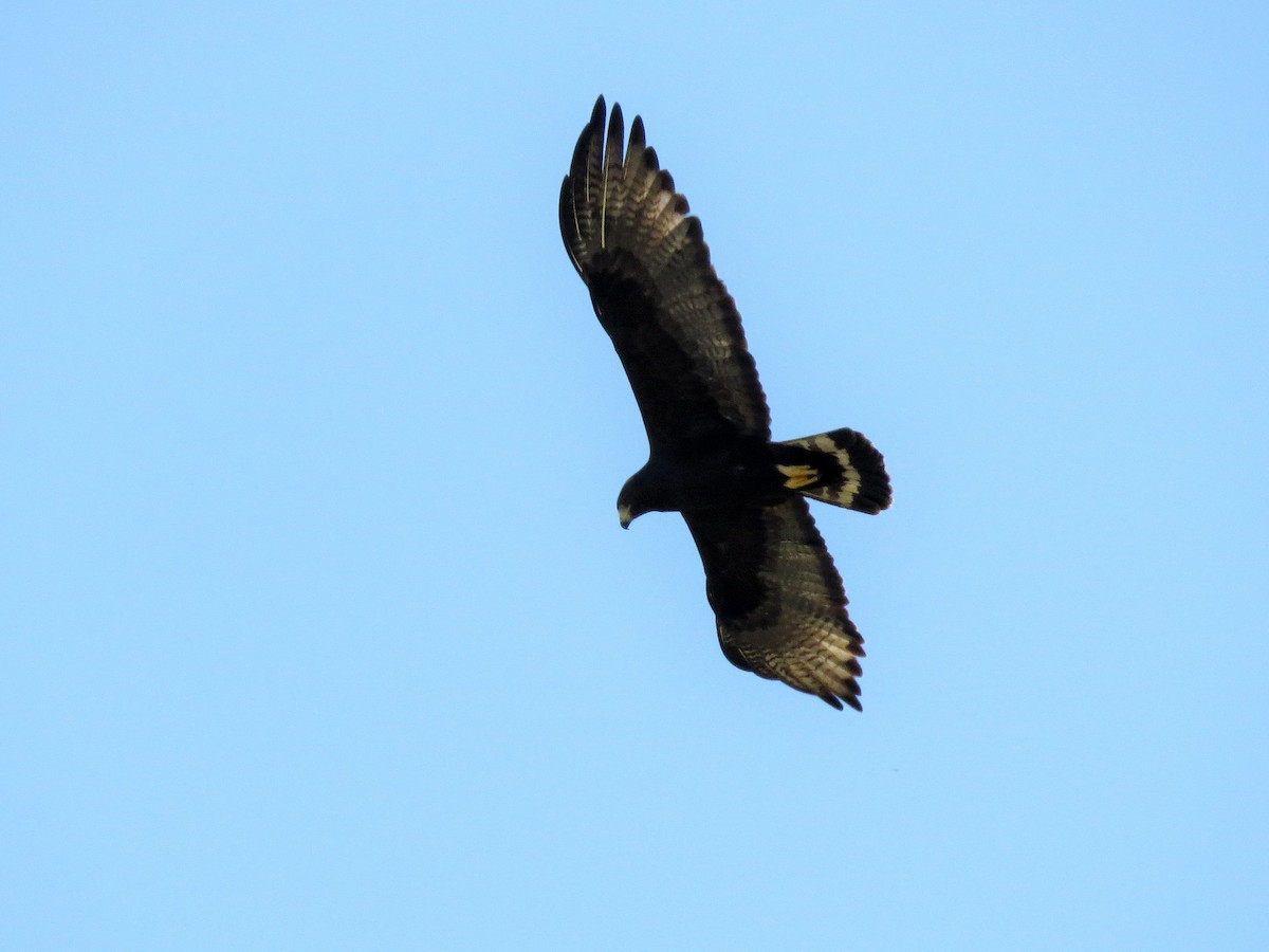 Zone-tailed Hawk - ML49173481