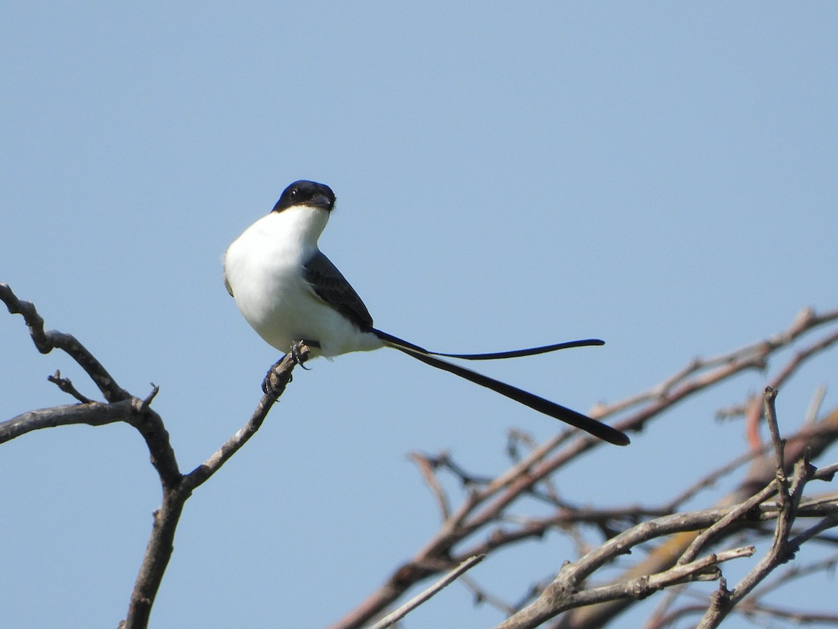 Fork-tailed Flycatcher - ML491736141