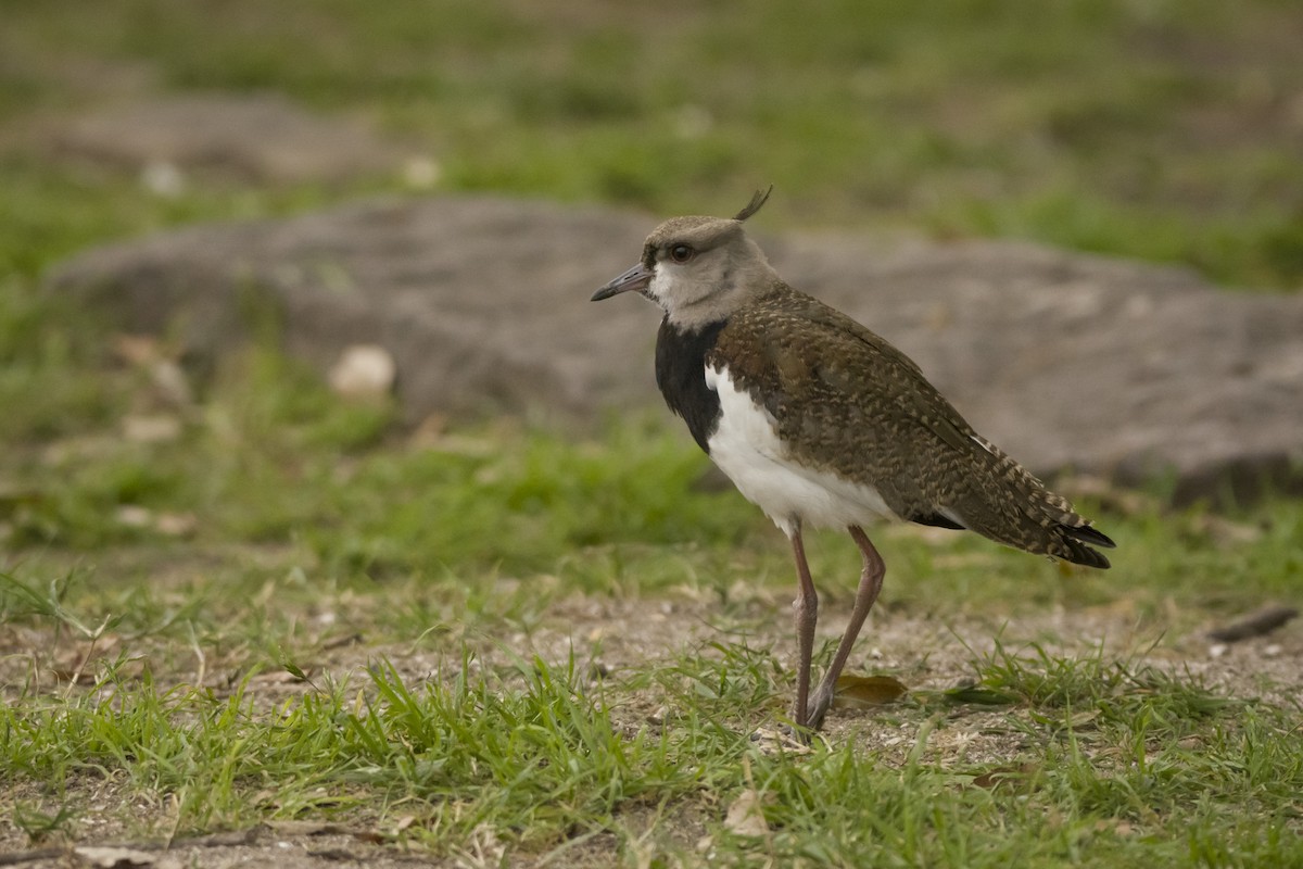 Southern Lapwing - Leonel Melvern