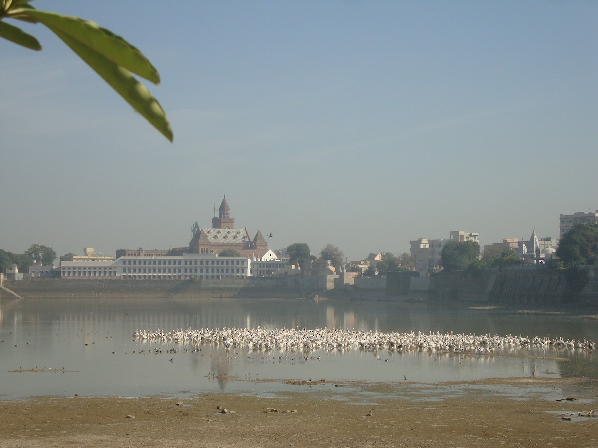 Great White Pelican - ML491736631