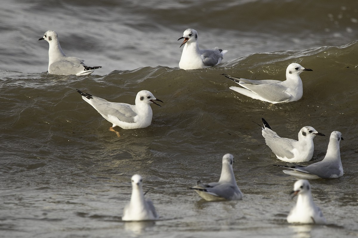 Bonaparte's Gull - ML491737791