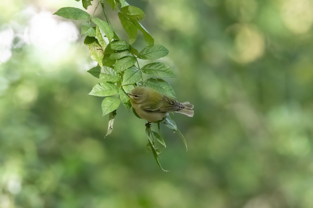 Tennessee Warbler - ML491738131