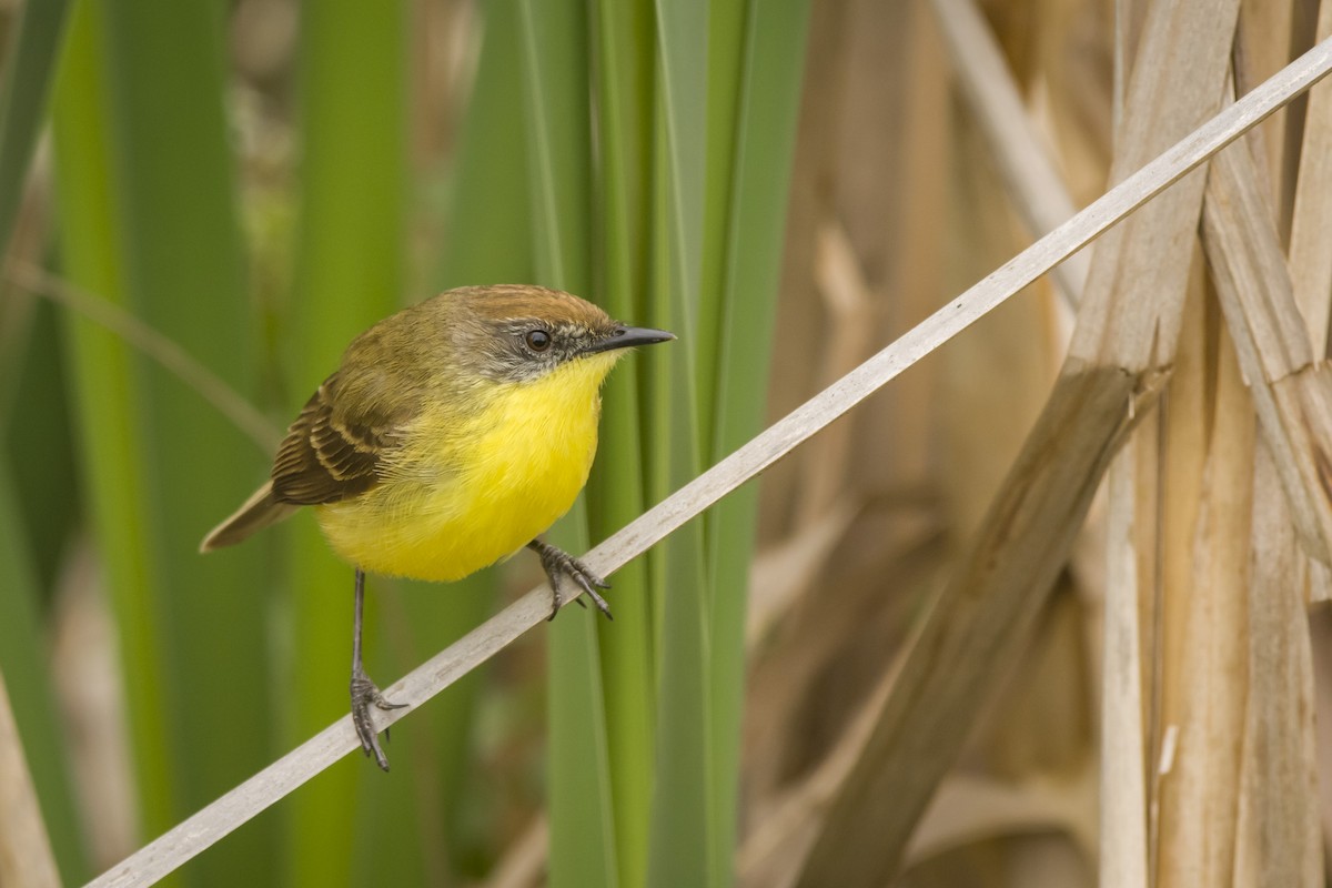 Warbling Doradito - Leonel Melvern