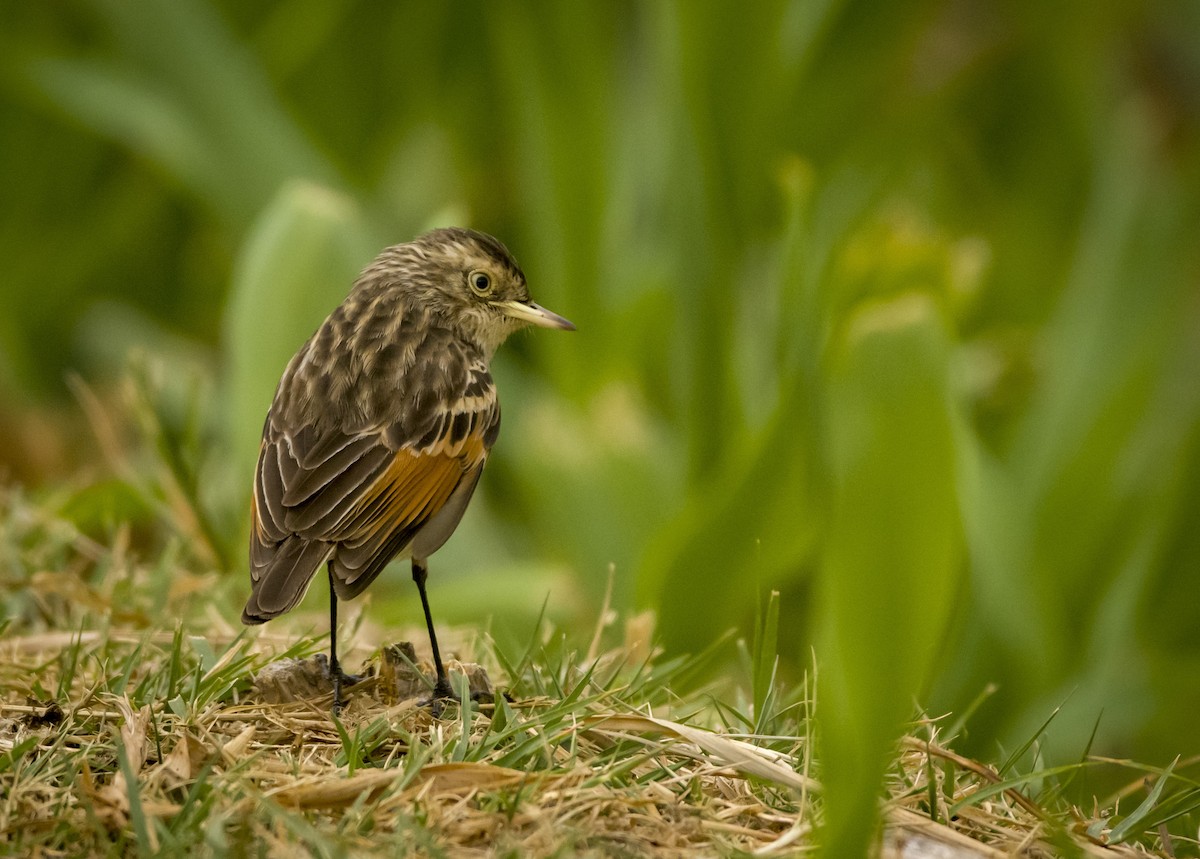 Spectacled Tyrant - Leonel Melvern