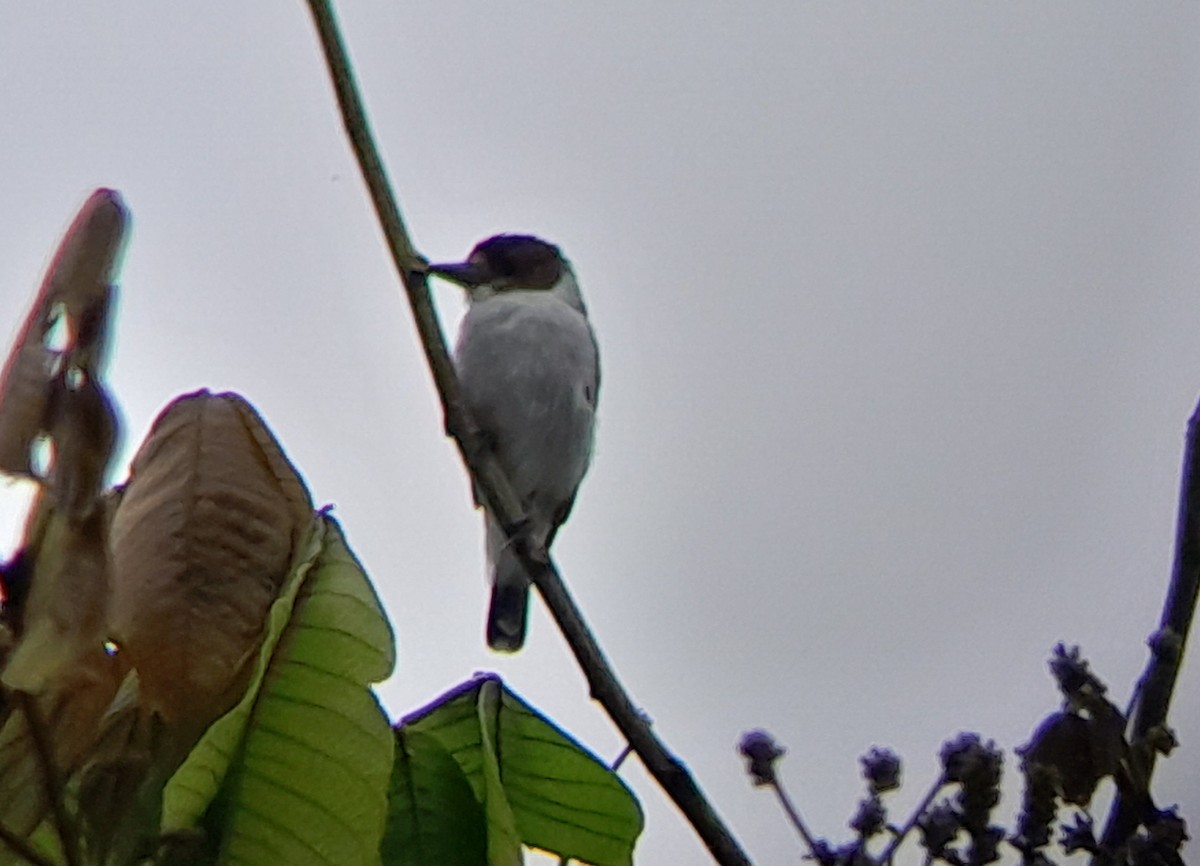 Black-crowned Tityra - ML491739031