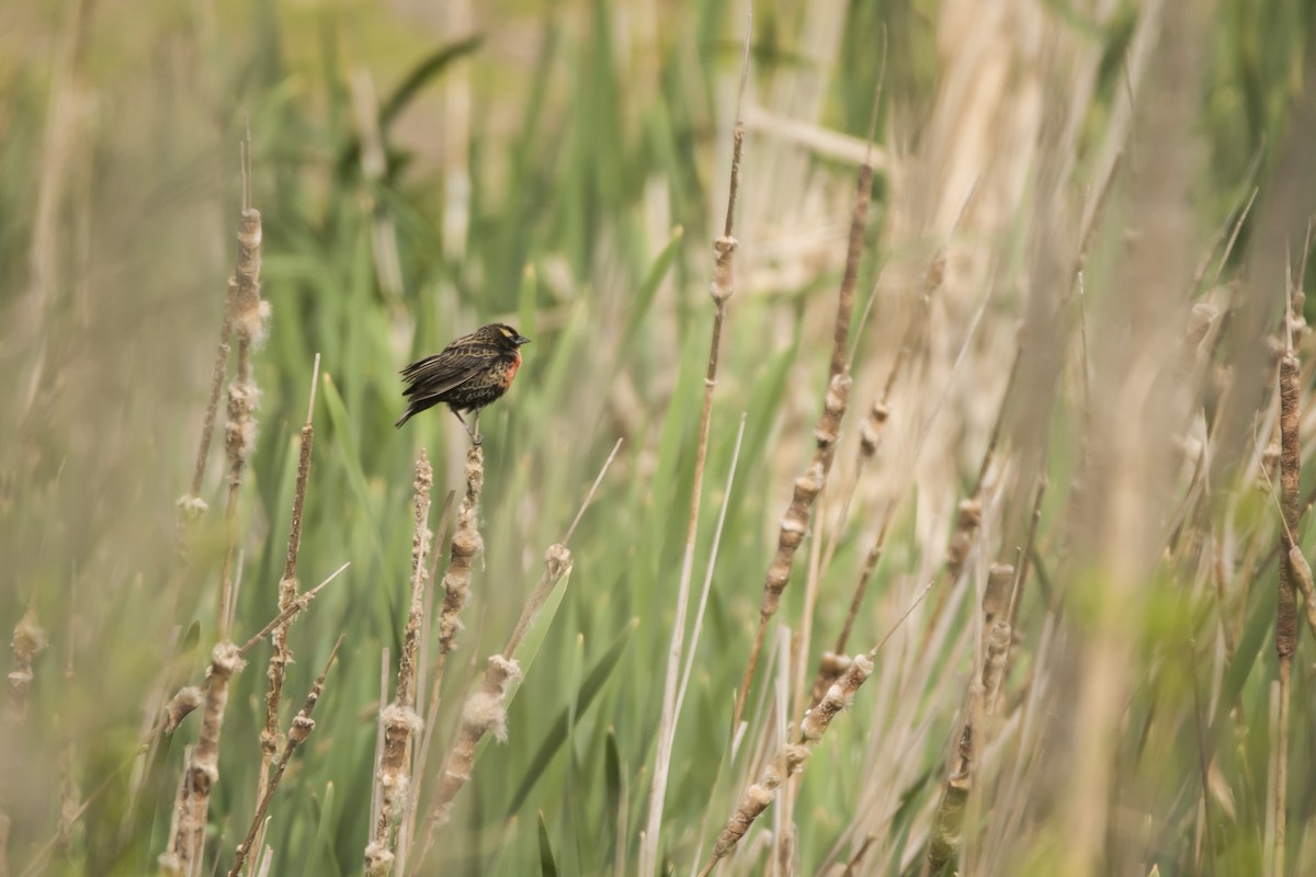 White-browed Meadowlark - ML491739161