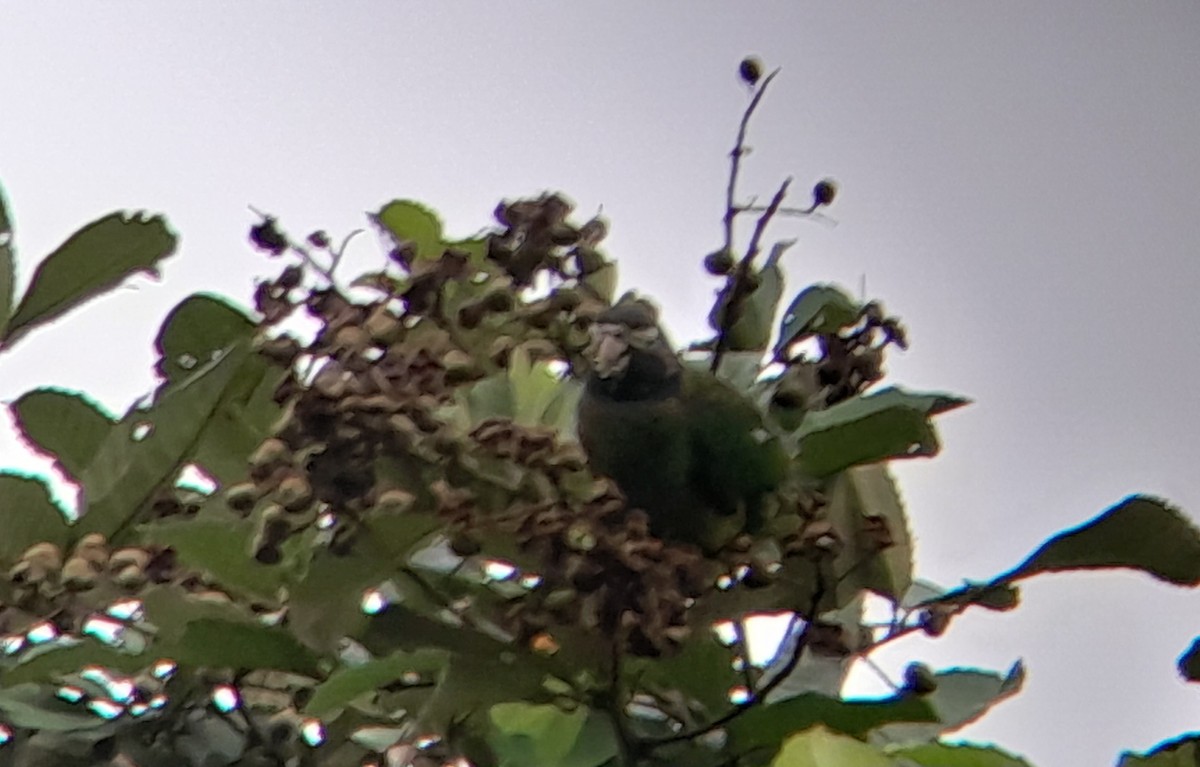 Brown-hooded Parrot - ML491739481