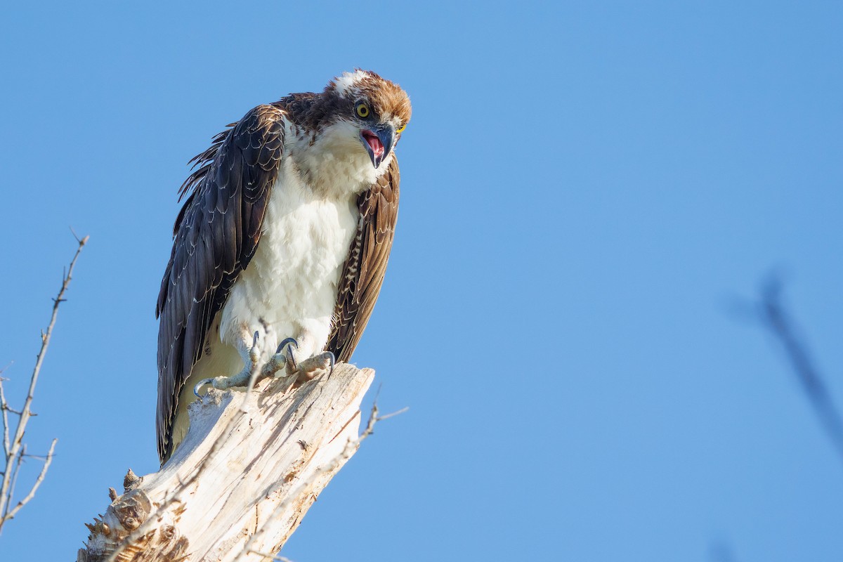 Osprey - William Lepler