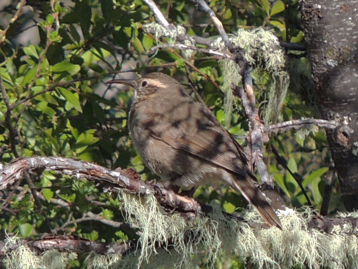 Patagonian Forest Earthcreeper - ML491740741