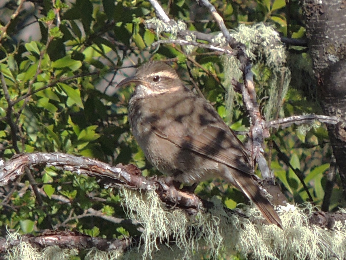 Patagonian Forest Earthcreeper - ML491740771