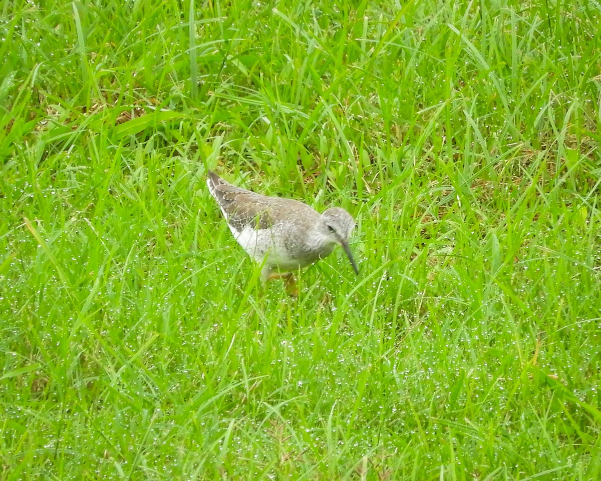 Greater Yellowlegs - ML491740841