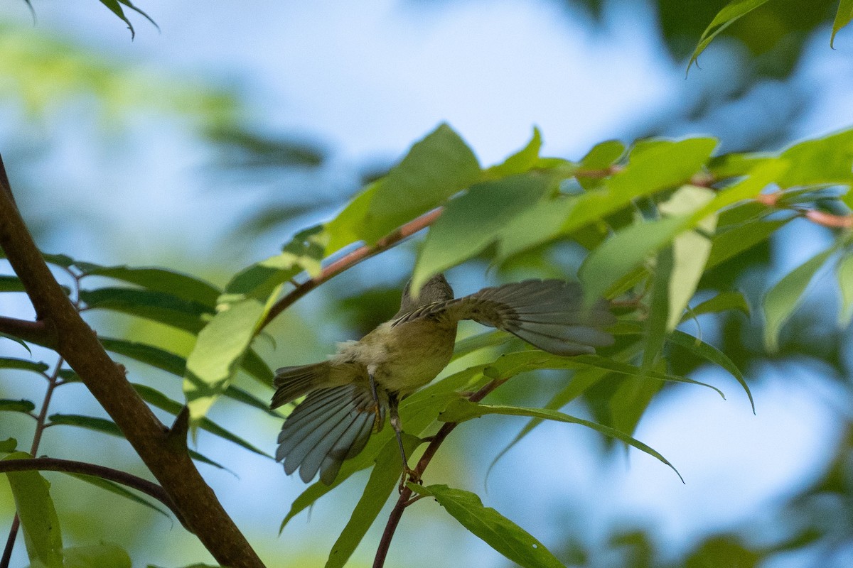 Ruby-crowned Kinglet - ML491741101