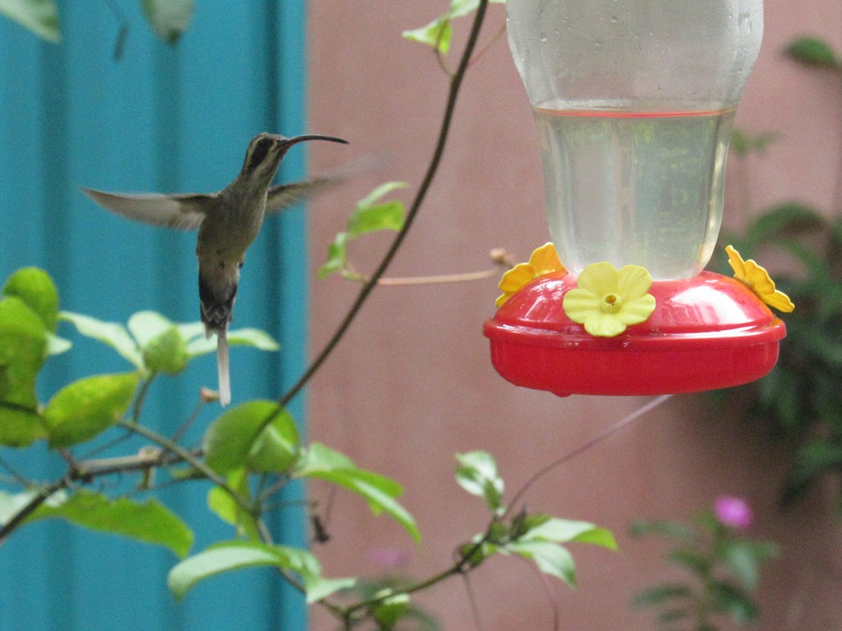 Pale-bellied Hermit - ML491741191