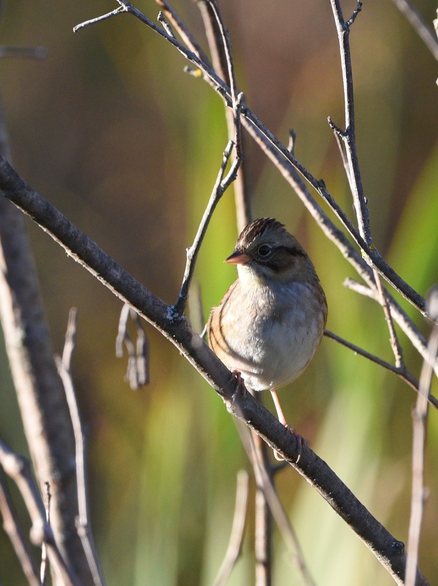 Swamp Sparrow - ML491742251