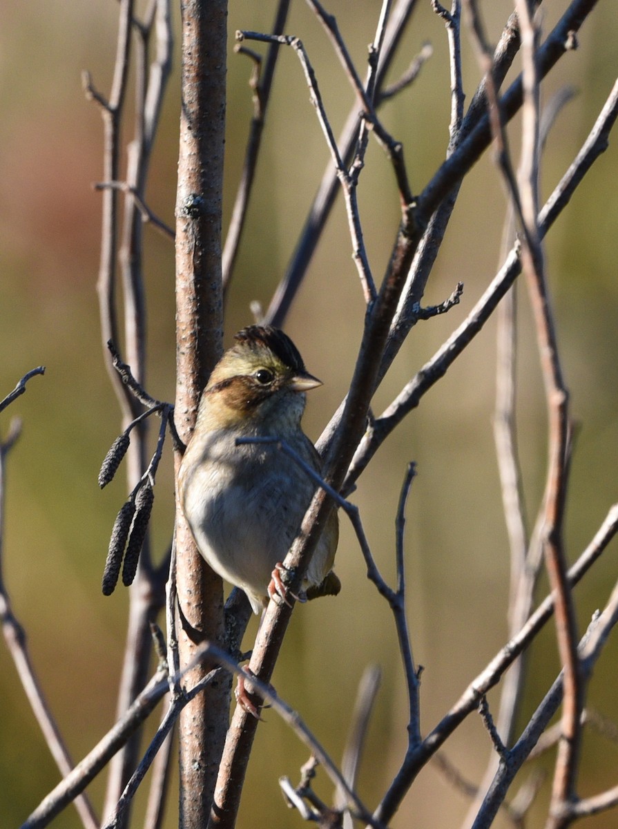 Swamp Sparrow - ML491742271