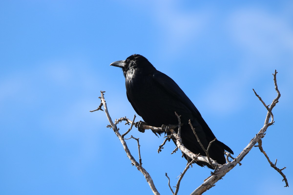 Common Raven - Russell Hillsley