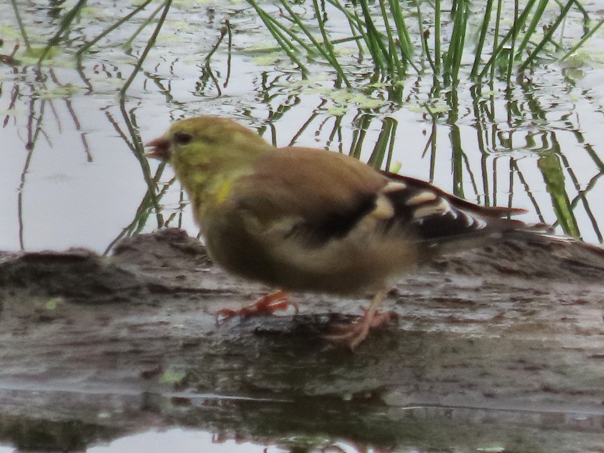 American Goldfinch - ML491742421