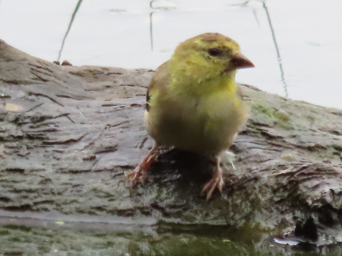 Chardonneret jaune - ML491742431