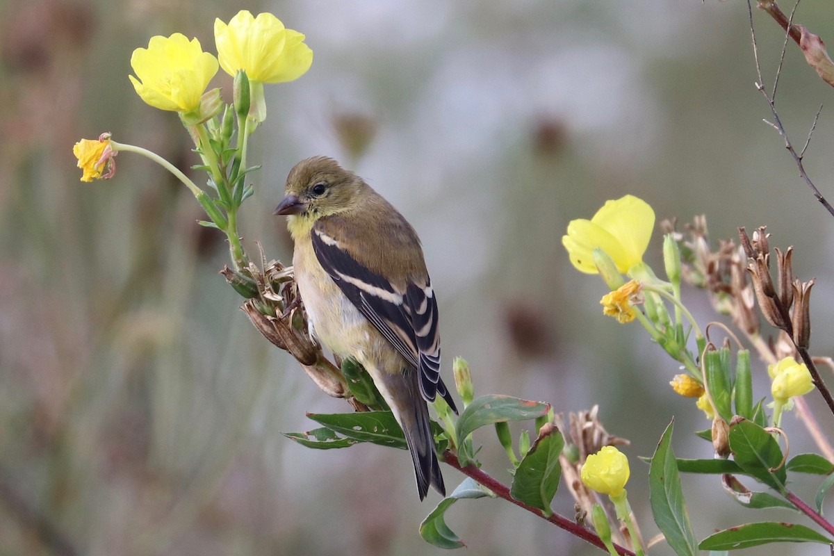 American Goldfinch - ML491742501