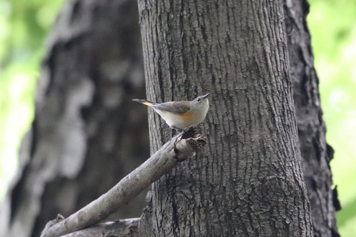 American Redstart - ML491742641