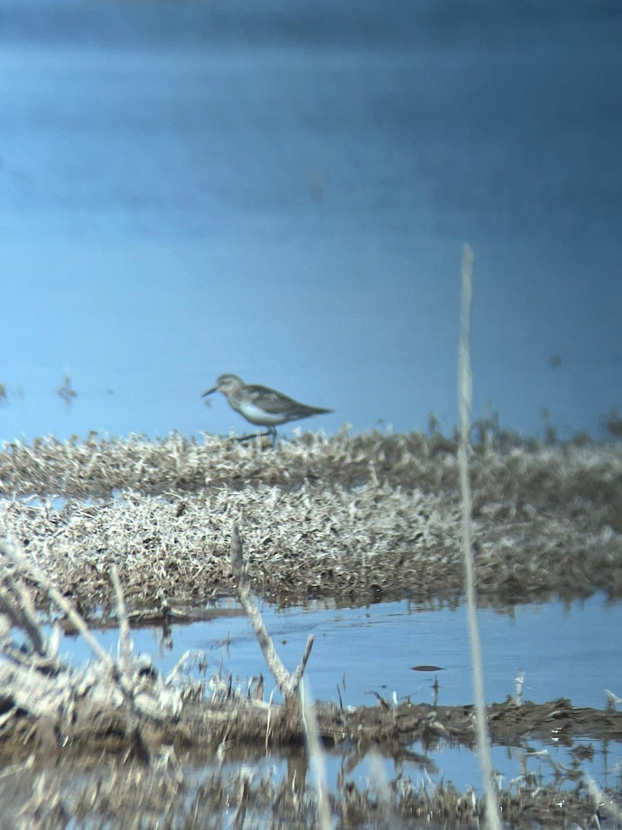 Baird's Sandpiper - ML491742821